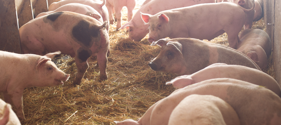 Growing pigs eating at a feeder and chewing on straw.